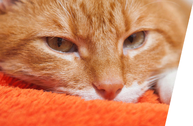 An orange cat resting on an orange mat