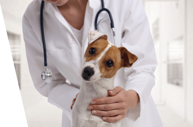 A veterinarian holds a small brown and white dog inside a medical office