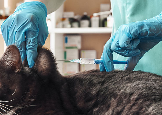 A veterinarian injecting a black cat with medicine