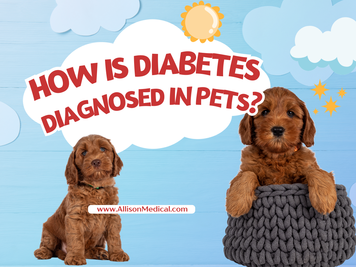 How is Diabetes Diagnosed in Pets